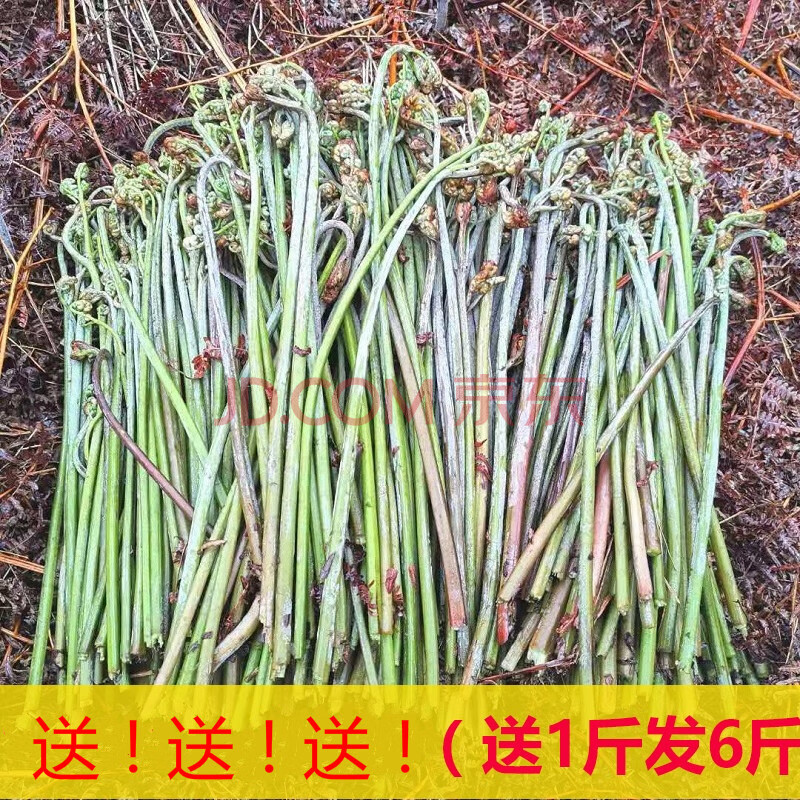 匠心说 贵州蕨菜新鲜野生现采摘山蕨菜甜蕨苔龙爪菜应