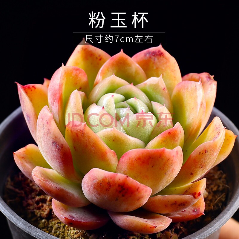 精品多肉植物 劳尔群生 粉玉杯
