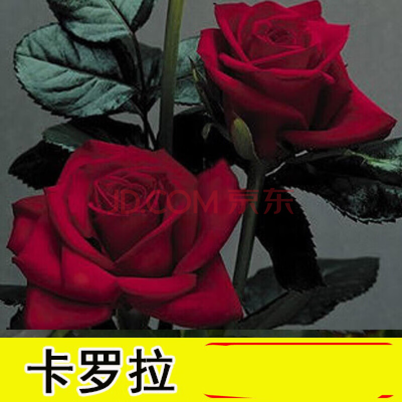 四季盆栽室内开花不断大花浓香室外特大花z5 8号(卡罗拉)八年苗(3颗)