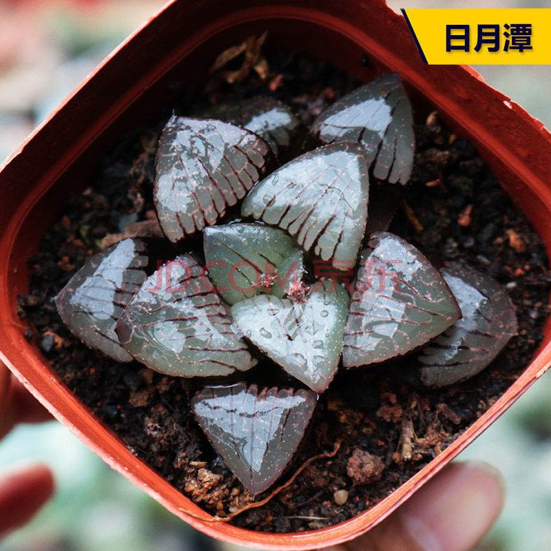 多肉植物十二卷属姬玉露水晶玉露冰灯月影寿肉肉套餐组合盆栽 日月潭