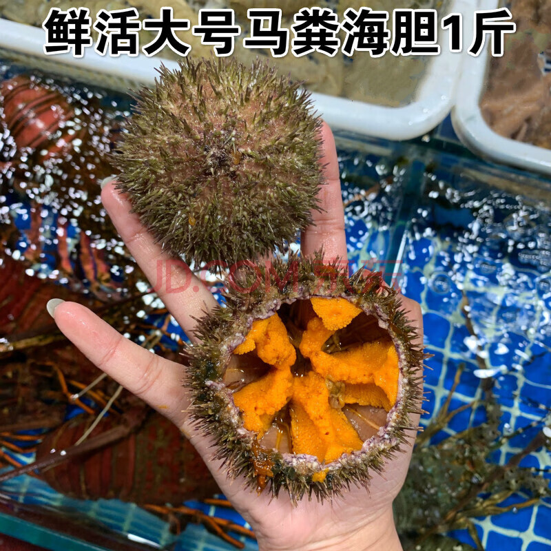 鲜】鲜活大号马粪海胆500g上海闪送特大紫胆大连北海黄金马粪海胆刺身