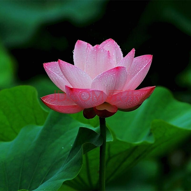 池塘水养荷花莲藕种子室外莲花种子观赏荷花种籽 大叶荷花种子50粒