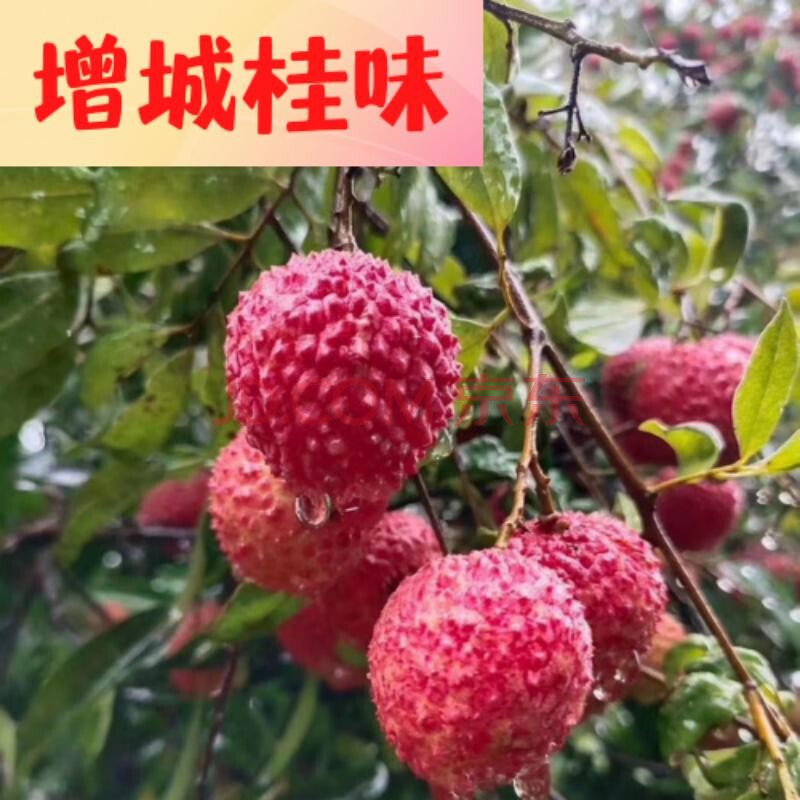 新鲜荔枝 增城桂味 净重10斤 顺丰冷链配送