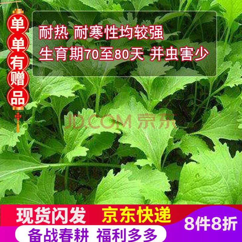 凤鸣雅世 山野香菜种子菜籽刺芹种籽 云南大香菜籽缅甸芫荽 老缅芫荽