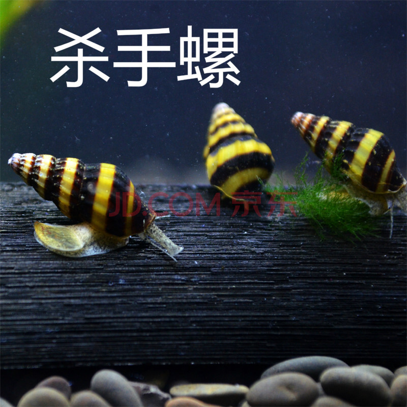 观赏螺活体水草缸除蜗虫杂螺吃苹果螺水族箱宠物包活 5只 江浙沪皖