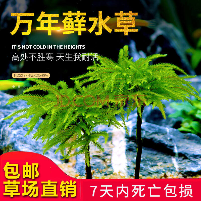 藓水草活体耐活耐低温苔藓鱼缸水族箱生态瓶造景 耐寒/耐旱/耐高温 15