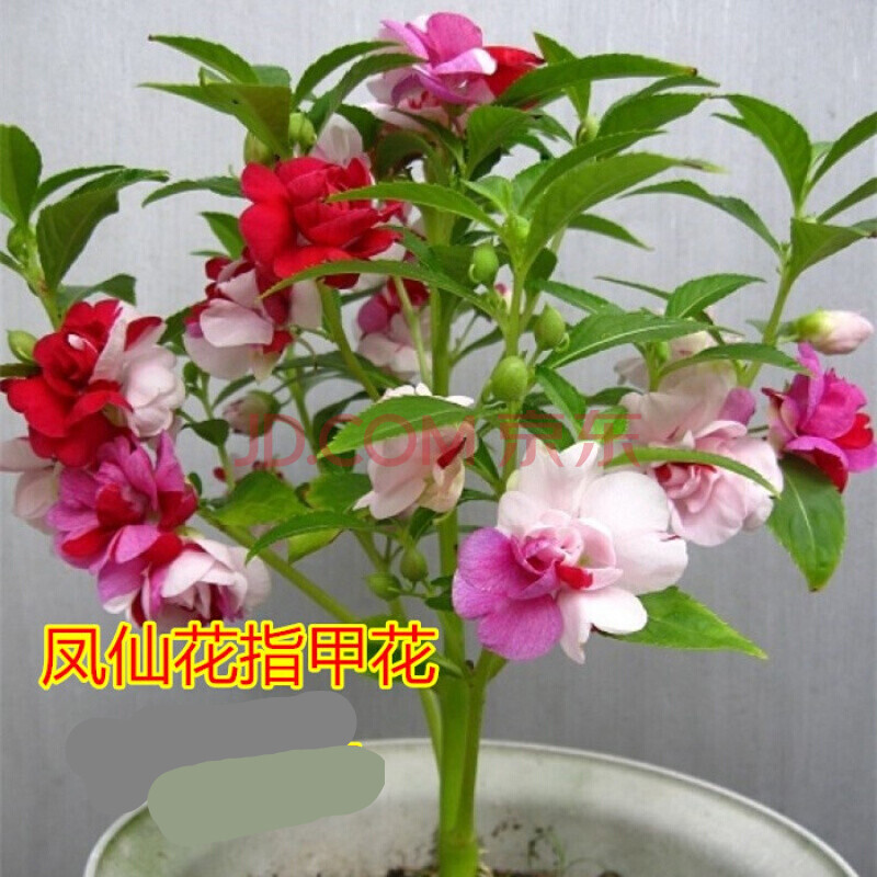 纳格兰指甲花种子物凤仙花种子指甲花草花指甲草子花卉种籽 混色凤仙
