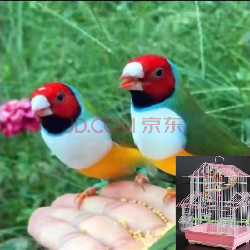 天弗珍珠鸟活体文鸟活鸟白文鸟灰文鸟白珍珠灰珍珠观赏鸟活物 高彩一