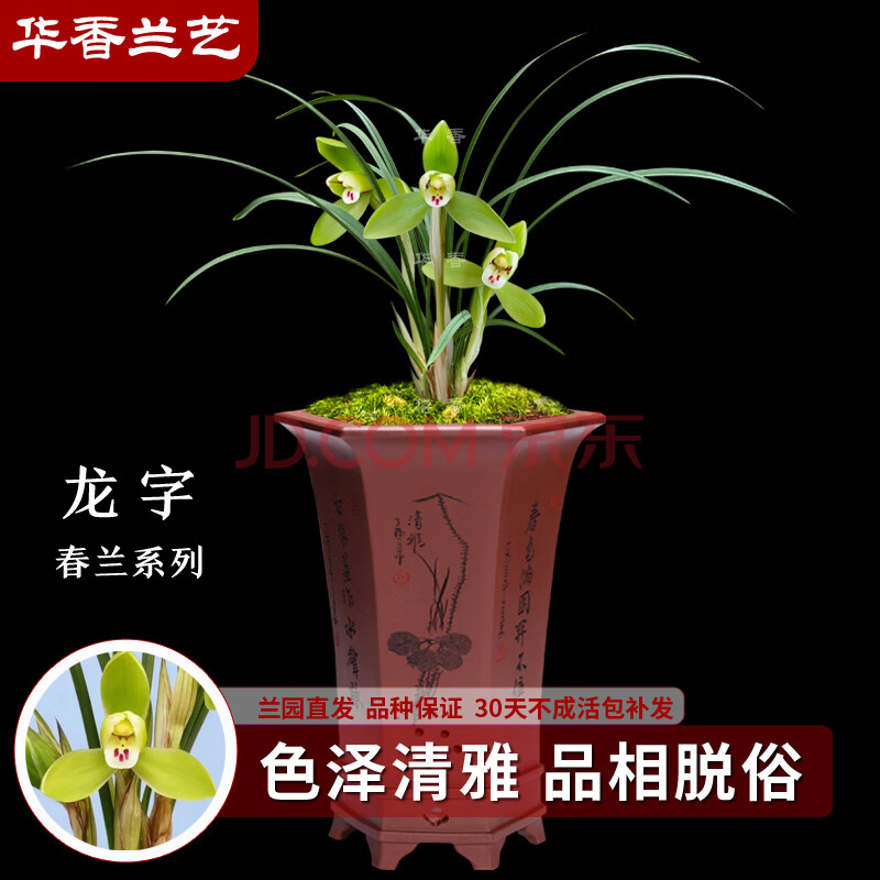 兰花苗 浓香型 不带花苞办公室内盆栽盆景耐阴绿植花卉 龙字2苗连体