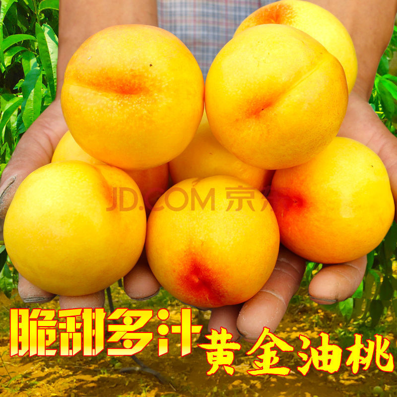 山东黄金油桃现货桃子新鲜脆桃蜜桃黄金桃当季孕妇水果批发 黄金油桃2