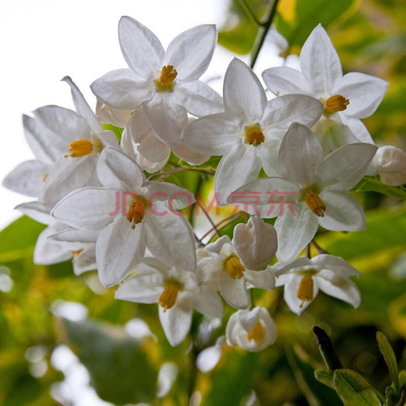 【虹越】金纹悬星藤盆栽苗 庭院顶楼耐热花期长花架拱门多年生爬藤