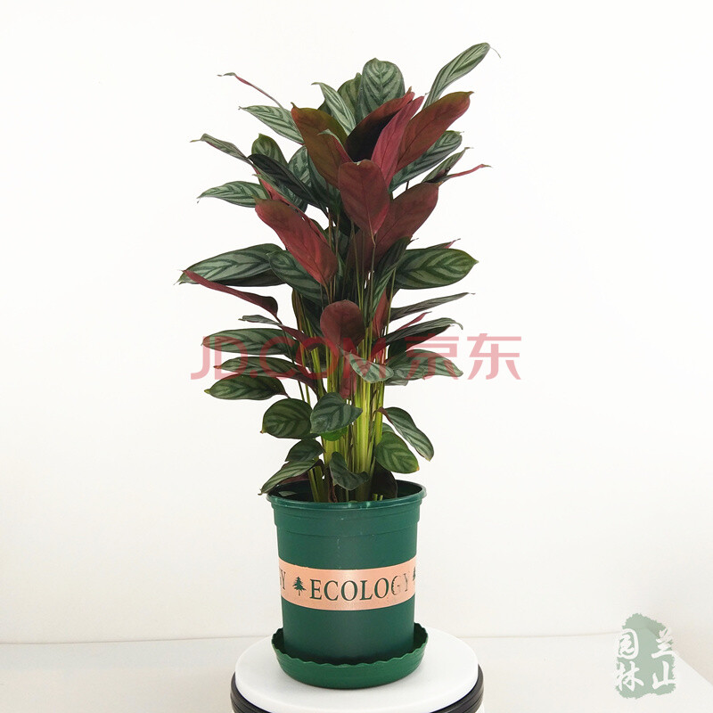飞羽竹芋美丽之星孔雀观叶植物喜阴绿植室内盆栽土培净化空气 中飞羽