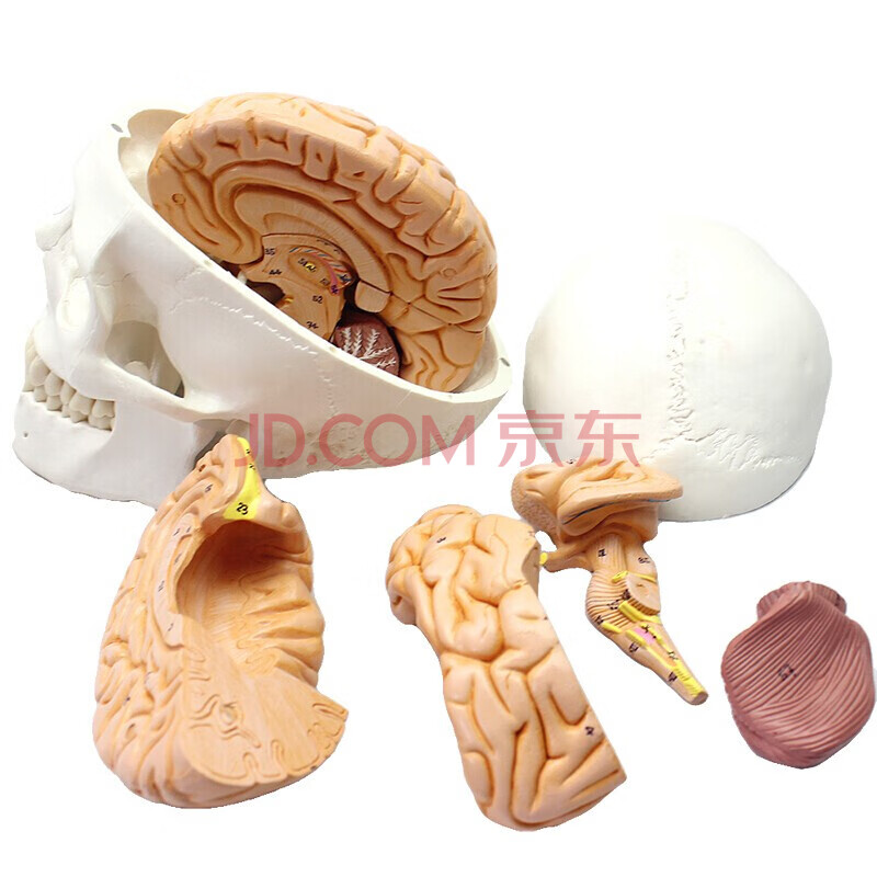 enovo颐诺医学人体头颅骨 大脑模型头骨模型1:1 颅脑模型解剖 大脑