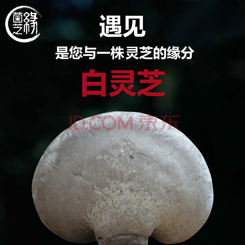 免费切片菌芝缘白灵芝切片白灵芝泡酒增加免疫力玉芝云南灵芝整枝250