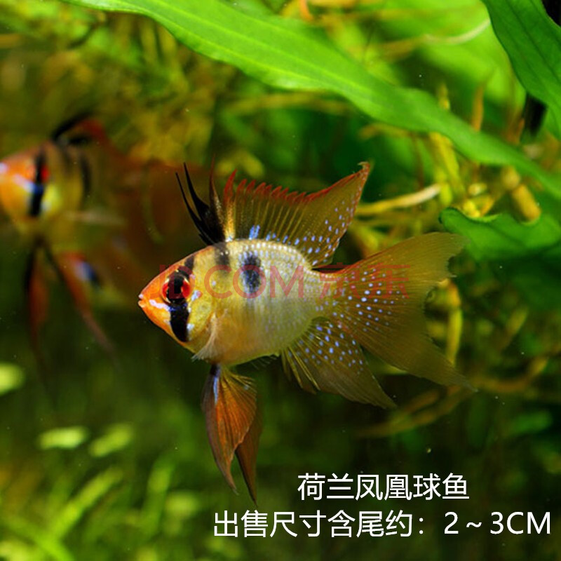 淡水鱼金波子荷兰凤凰秘鲁神仙鱼新手热带鱼 荷兰凤凰球鱼(10只装)