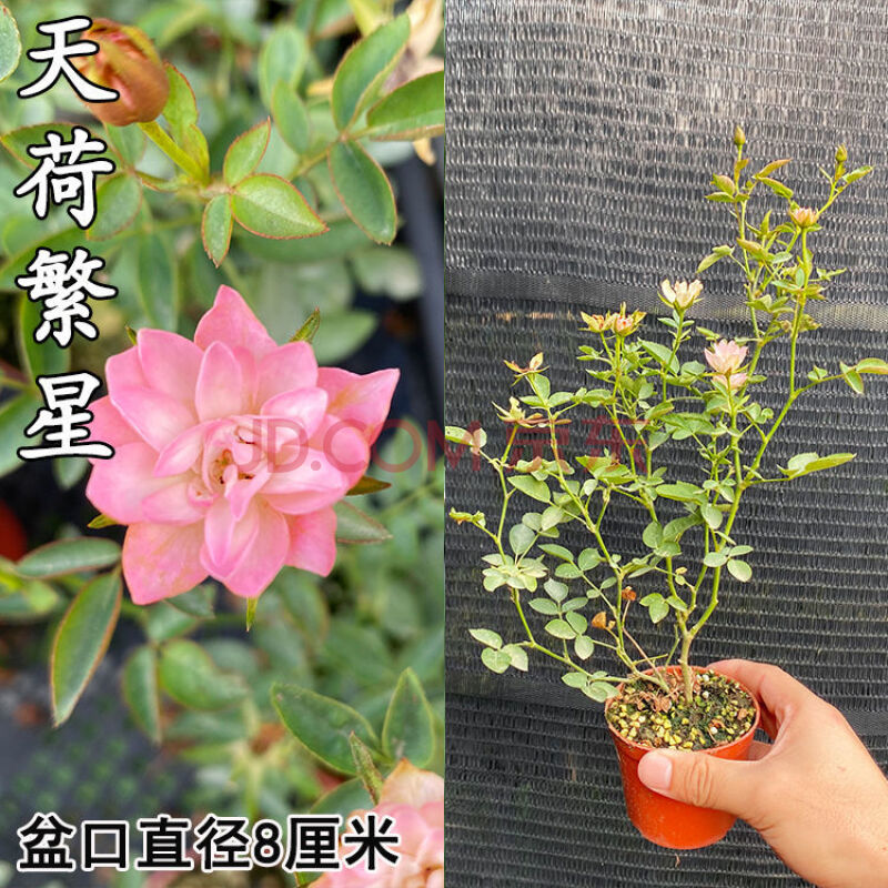 姬月季日本姬乙女姬超微蔷薇迷你微盆景阳台桌面四季花开盆栽花卉
