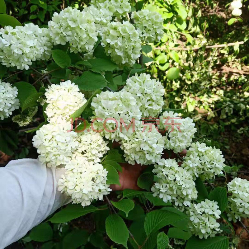 中华木绣球中华木绣球花树苗斗球花南北方种植白麻球室外庭院地栽阳台