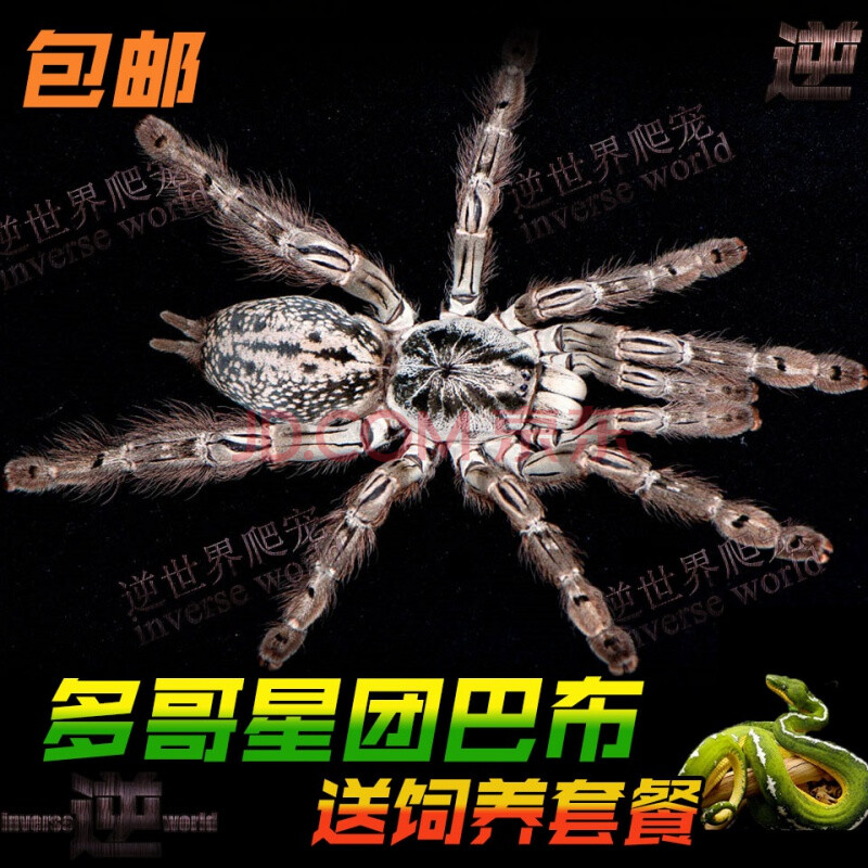 豆乐奇多哥星团巴布116厘米白色花纹宠物蜘蛛经典树栖活体蜘蛛另类