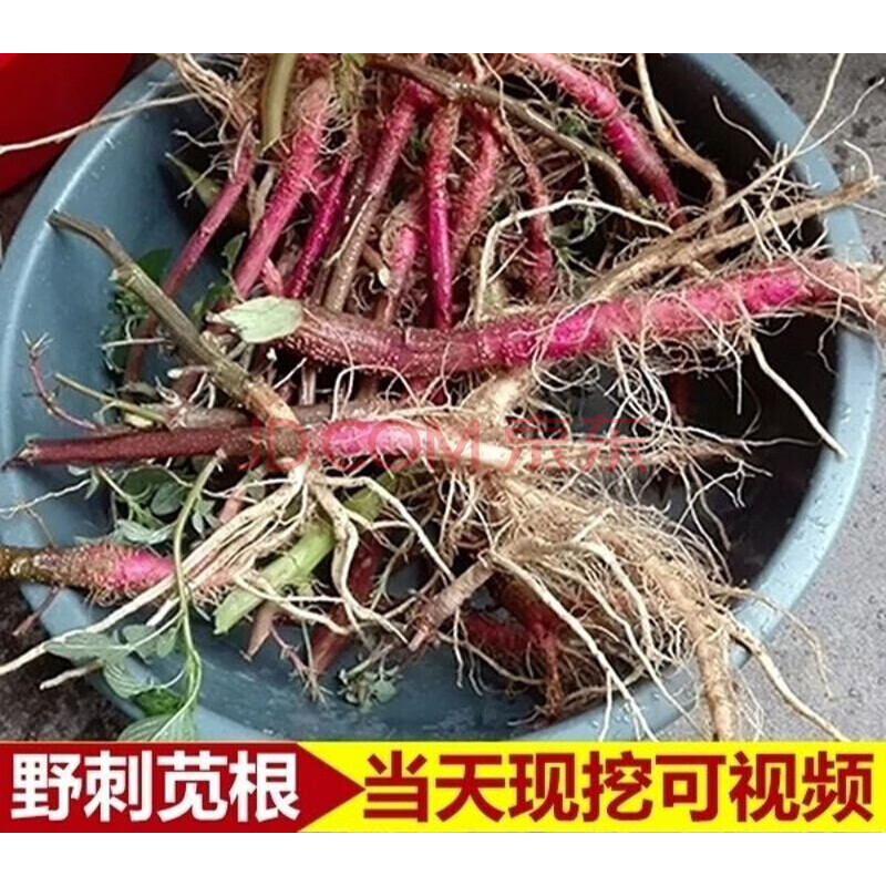 【官方旗舰】农家新鲜现挖现卖 纯生野刺苋菜带刺发货 刺马齿苋假苋菜