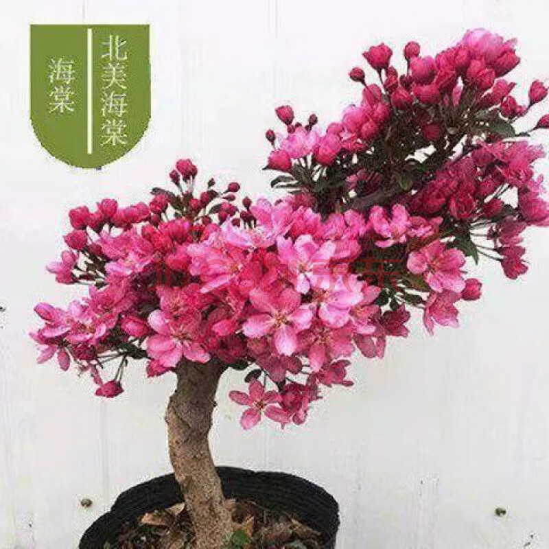 【精选】【带花苞造型海棠】精品海棠带花四季开花海棠盆栽地栽海棠