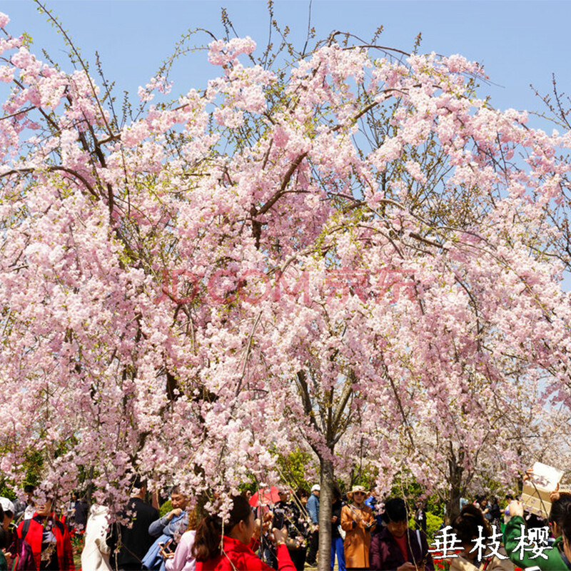 嫁接樱花活树苗盆栽庭院绿化行道树南北方种植苗木晚樱当年开花垂枝樱