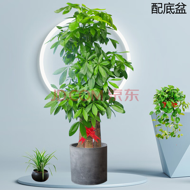 圆柱水泥花盆步步高发财树 1