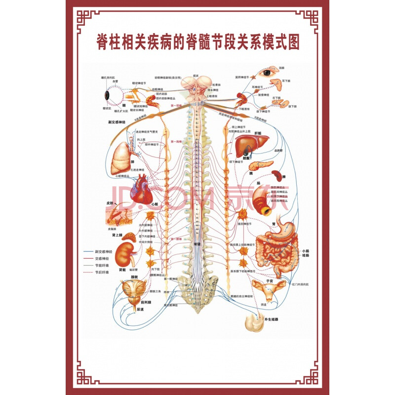 【新品】人体骨骼图大挂图器官示意图内脏结构图穴位图人体肌肉解剖图