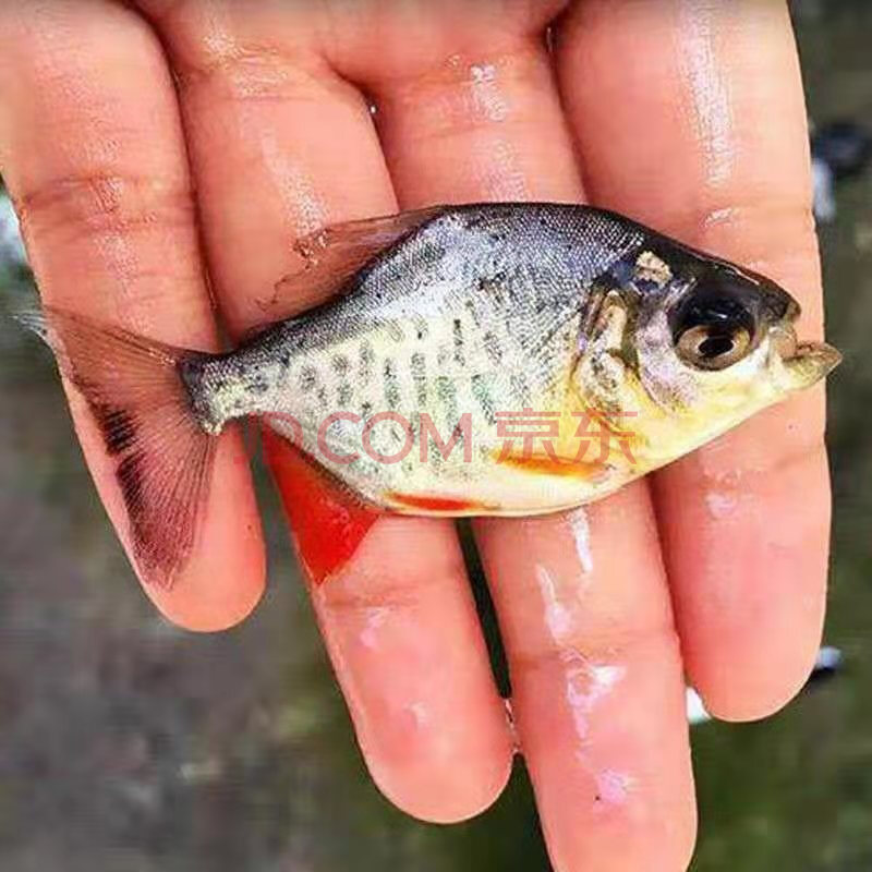 天弗优选淡水白鲳鱼苗红鲳鱼苗热带鱼养殖鱼观赏凶猛鱼活体 【快递】4