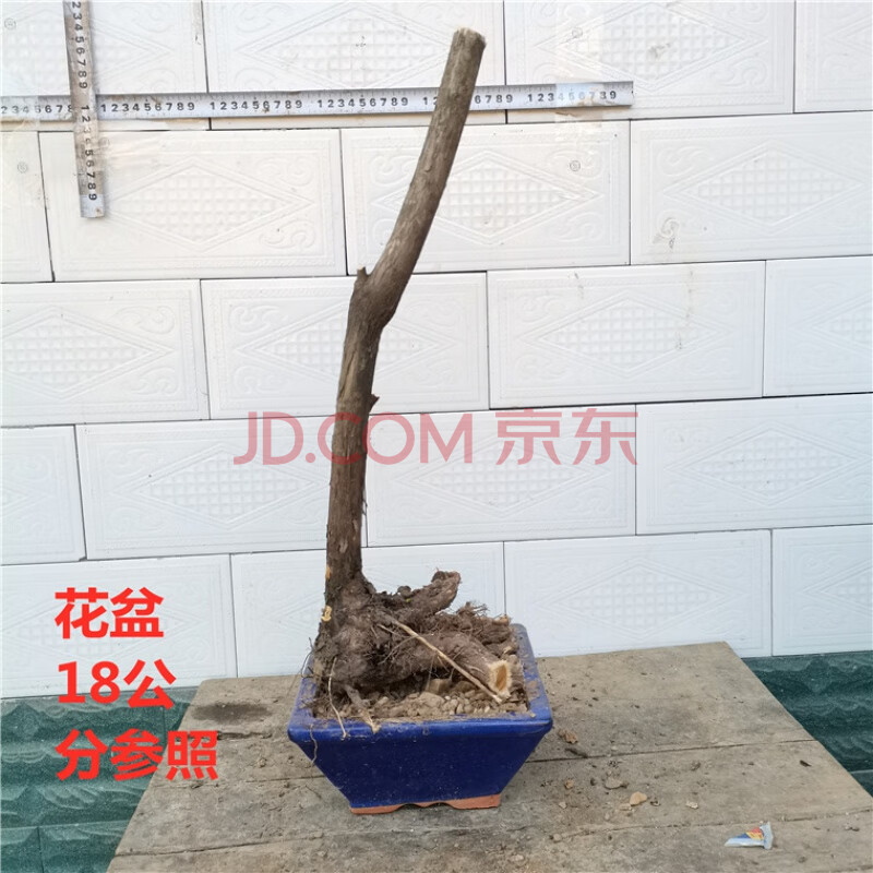 新品爱心果盆景老桩怪桩办公桌阳台庭院美观花植物盆栽顺丰 爱心果