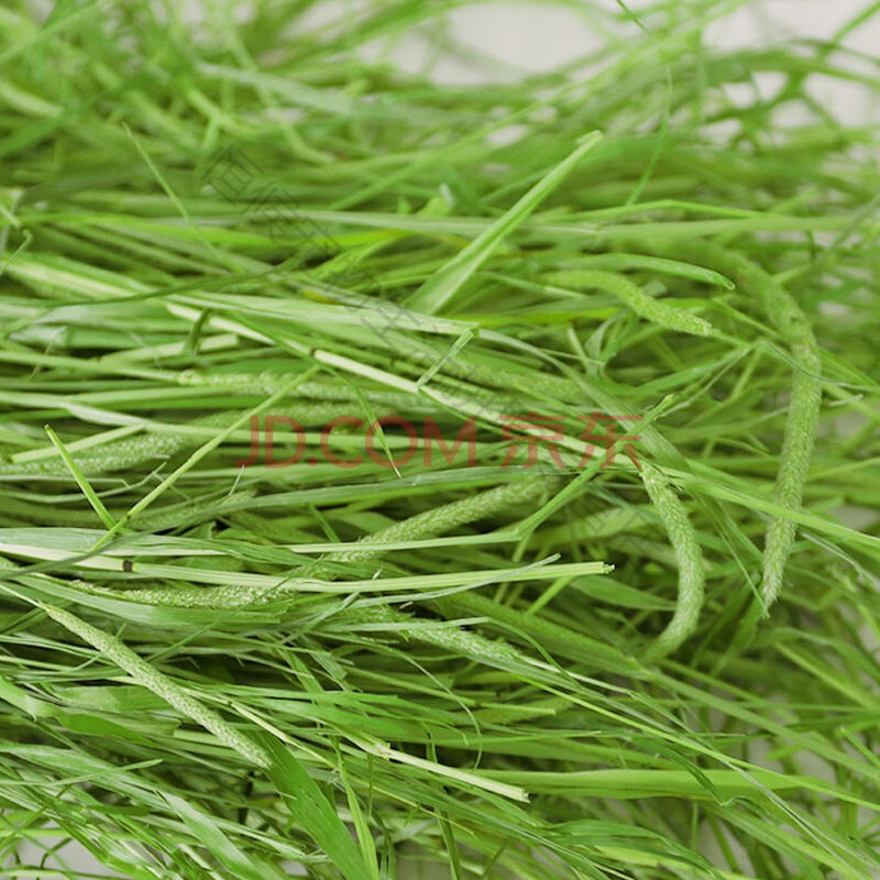 苜蓿草紫花苜蓿草幼兔饲料草荷兰猪草龙猫草牧草兔粮苜宿草 提摩西草