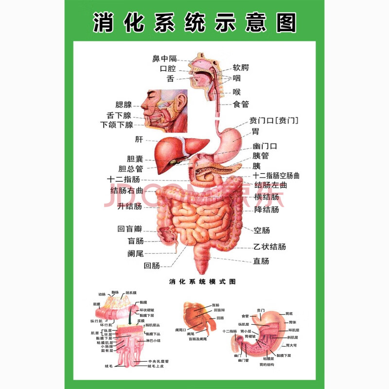 人体器官结构挂图人体内脏结构解剖示意图医学宣传挂图人体器官心脏