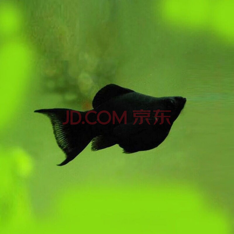 小型鱼胎生鱼活体金银黑玛丽皮球金银球玛丽鱼胎生热带观赏鱼活体 3-4
