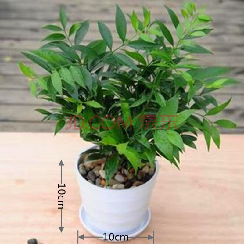 【现货现发】驱蚊水培竹柏盆栽绿植室内清香驱蚊平安竹净化空气吸甲醛