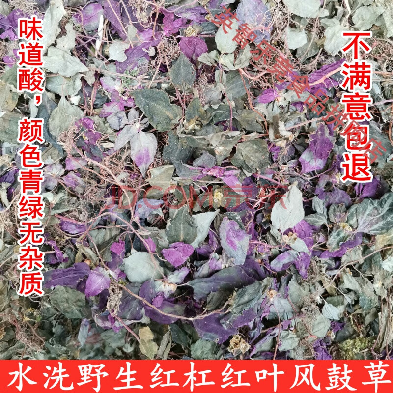 福建风柜斗草特干品 红杆红叶风鼓草风谷草精选楮头红250g