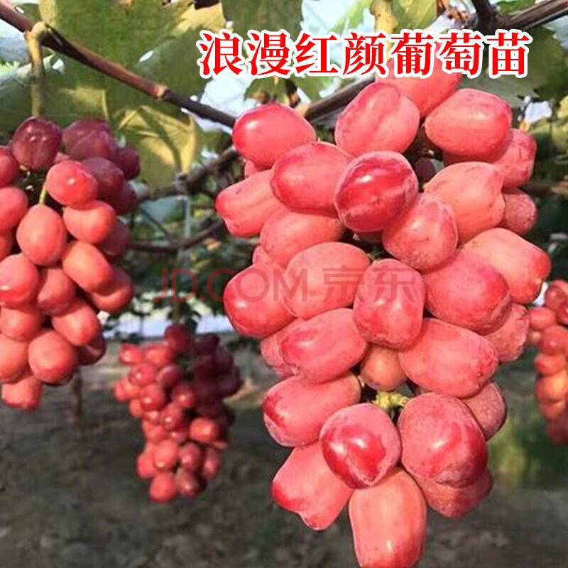 方种植阳光玫瑰葡萄苗树盆栽地栽葡萄树苖当年 新品种【浪漫红颜】 二