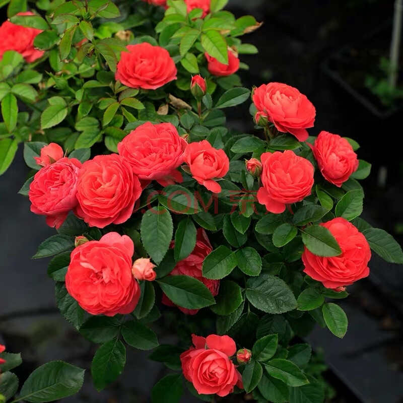 红果汁阳台月季花卉花苗庭院花卉四季开花月季玫瑰盆栽 红果汁阳台