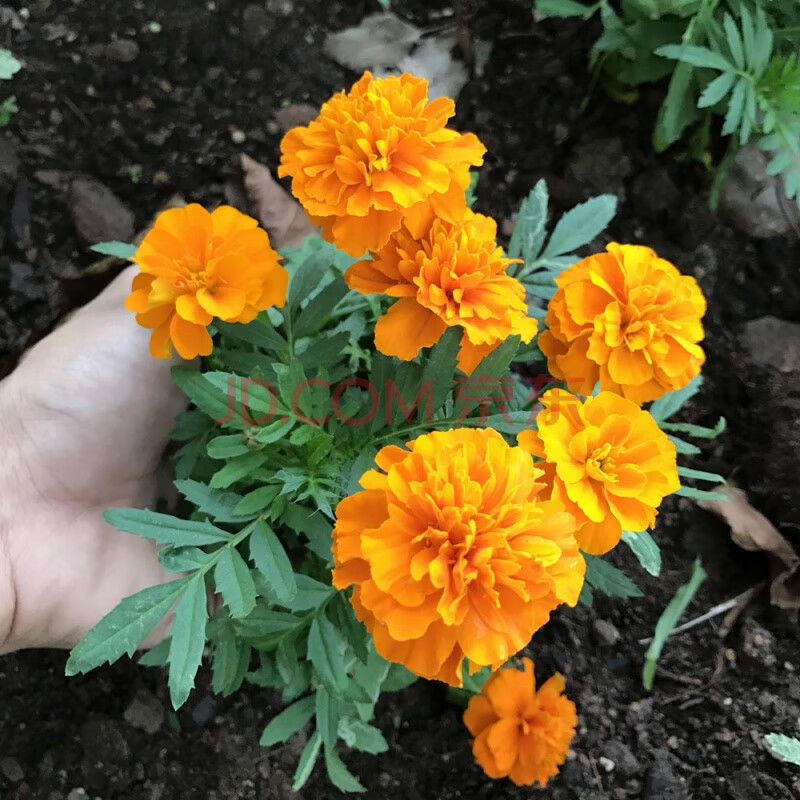 孔雀草种子混色四季易活小万寿菊花籽观赏阳台盆栽室外花种子 孔雀草