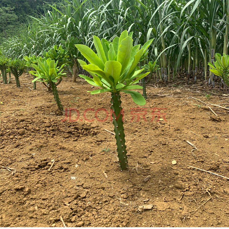 仙人掌多肉植物霸王鞭龙骨辐射吸甲醛客厅室内阳台花卉大型盆栽 龙骨