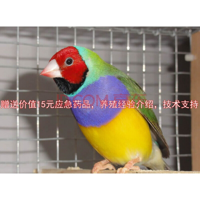 活体鸟手养鸟宠物鸟七彩文鸟十姐妹鸟珍珠鸟绿背 金背