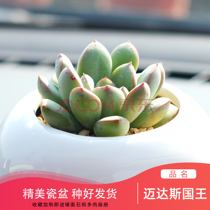带土罕见多肉植物稀有品种大颗多肉花植物新 迈达斯国王-瓷盆种好发货