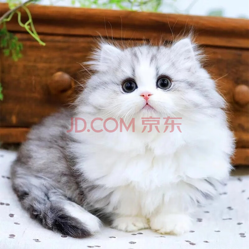 拿破仑矮脚猫纯种曼基康银白纯白蓝白纯黑乳白宠物猫咪活体幼猫长毛猫