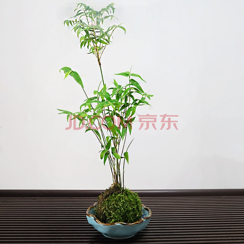 竹竹子苔藓球植物万年青茶桌禅意摆件虎雀 苔藓球米竹(水培蓝莲花盆)