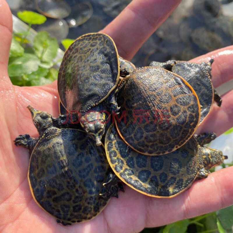 荣郁 观赏甲鱼宠物角鳖珍珠鳖活体乌龟活体鱼缸清道夫黄金鳖宠物深水