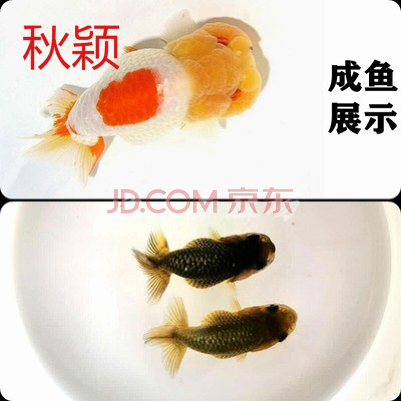 秋颖 兰寿玉兔金鱼精品黑红兰寿奶牛三色寿鱼五花寿国寿观赏鱼冷水