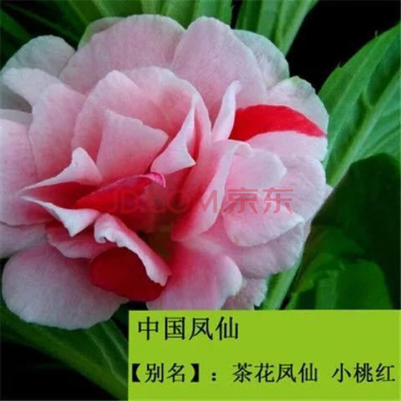 四季重瓣【凤仙花种子】茶花凤仙指甲花阳台盆栽花卉植物花卉种子 11