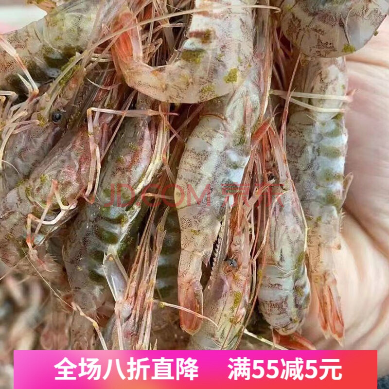 吕四特产红毛虾红芒子呛虾特产红蟒子醉虾红莽子虾红毛虾白酒生呛