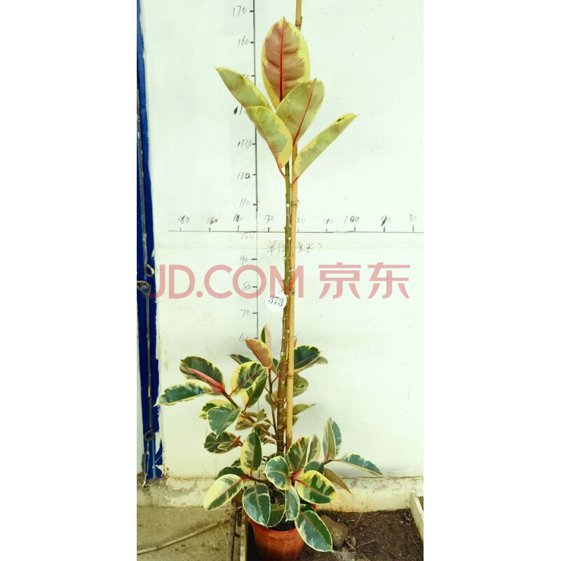 坦尼克花叶橡皮树彩叶橡皮树花金刚网红绿植室内办公室植物北欧风