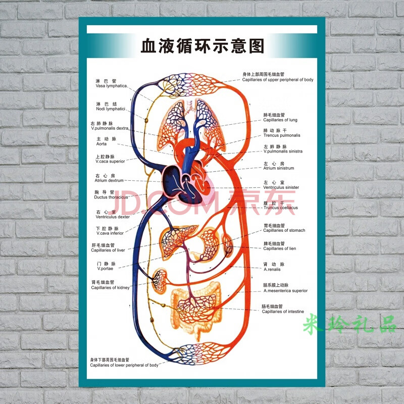 人体内脏解剖示意图学宣传挂图人体器官心脏结构图院海报解剖图挂画