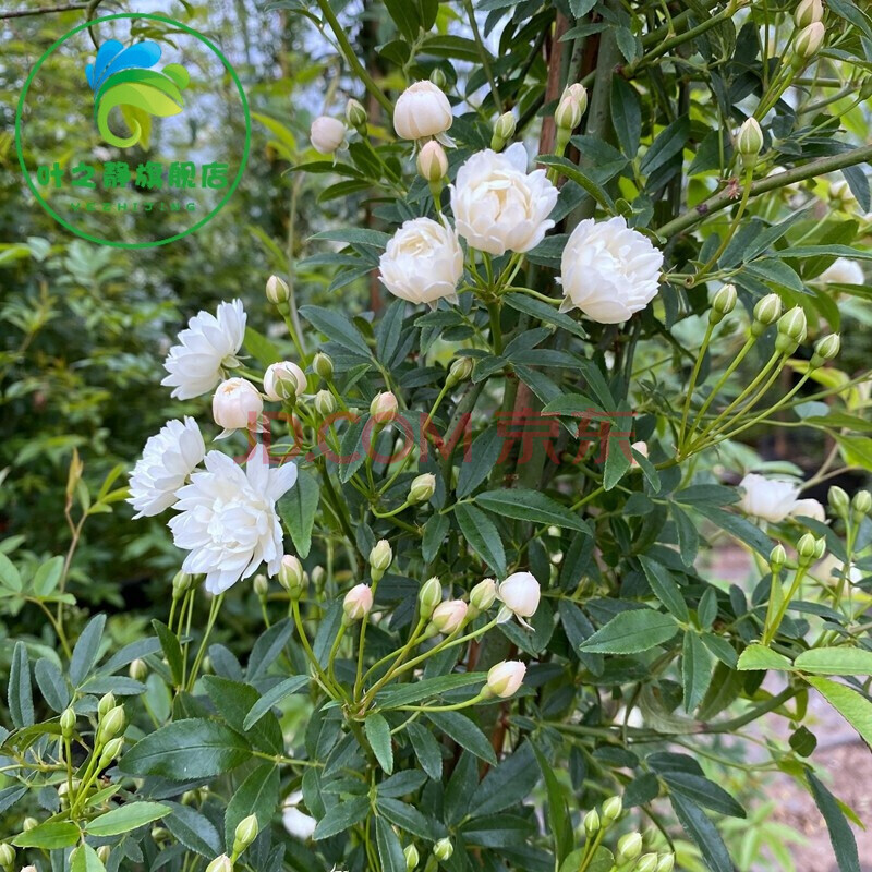 红木香爬腾花 四季开花甜蜜红木香花苗庭院阳台爬藤植物盆栽地栽月季