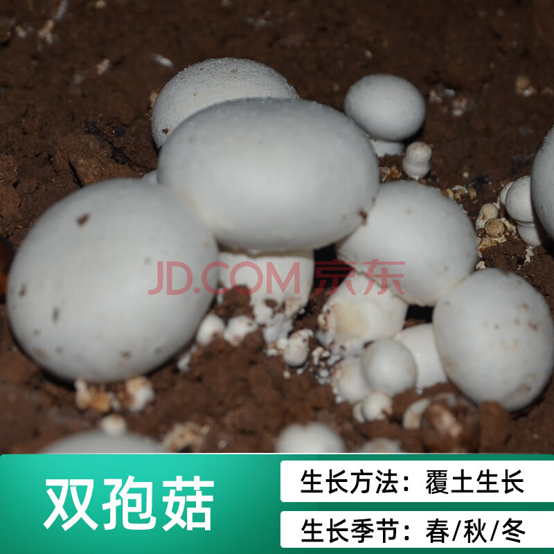 蘑菇种植平菌包阳台种蘑菇菌种菌棒菌菇种家庭室内香菇养种 双孢菇